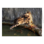 FishingCat009 Greeting Cards