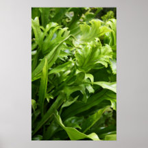 Fishtail Fern Posters