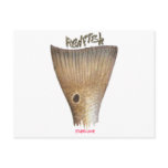 FishTails Style by FishTs.com