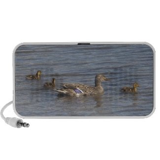 Five Ducks Speaker doodle