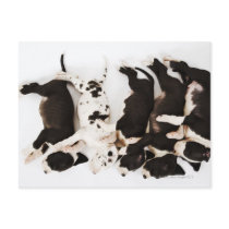 Five Harlequin Great Dane puppies sleeping in Postcard