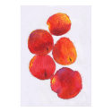 Five Nectarines posters by apmercer Five Nectarines posters
