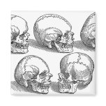 Five Skulls Refrigerator Magnet