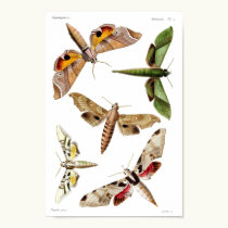 Five sphinx moths posters