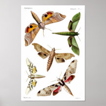 Five sphinx moths print