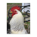 Five Toes Rooster Photo Post Card