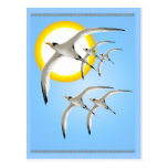 Five Tropic Birds and Sun Magnet Postcard