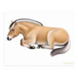 Fjord Horse at Rest Postcard
