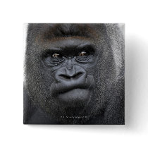 Flachlandgorilla, Gorilla gorilla, Buttons