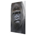 Flachlandgorilla, Gorilla gorilla, Gallery Wrap Canvas