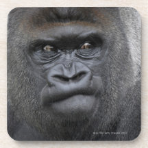 Flachlandgorilla, Gorilla gorilla, Coasters