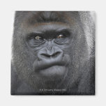 Flachlandgorilla, Gorilla gorilla, Refrigerator Magnet