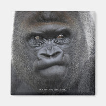 Flachlandgorilla, Gorilla gorilla, Refrigerator Magnet