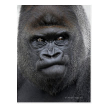 Flachlandgorilla, Gorilla gorilla, Post Cards