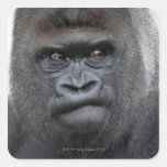 Flachlandgorilla, Gorilla gorilla, Sticker