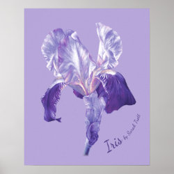 Flag Iris (purple and mauve) poster print print