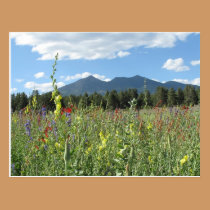 Flagstaff, AZ postcards