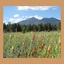 Flagstaff wildflowers posters