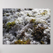 Flakes of Winter Posters