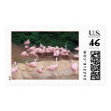 flamants roses, @2005 KAS postage by kennys2468 flamants roses, @2005 KAS postage
