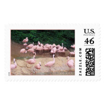 flamants roses, @2005 KAS postage