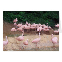 flamants roses, ©2006, KAS cards by kennys2468 flamants roses, ©2006, KAS cards