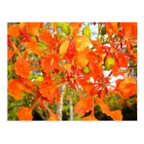 Flamboyan tree flowers (CloseUp) postcards