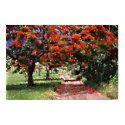 Flamboyan trees posters
