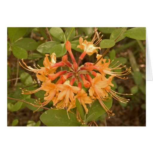 Flame Azalea Cards