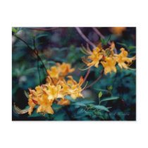 Flame Azalea Postcard