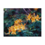 Flame Azalea Postcard