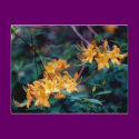 Flame Azalea Postcard