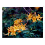 Flame Azalea Postcard
