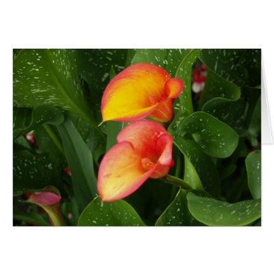 Flame Calla. Greeting Card by vilhei