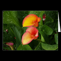 Flame Calla. cards