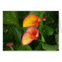 Flame Calla. cards