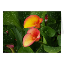 Flame Calla. cards by vilhei Flame Calla. cards