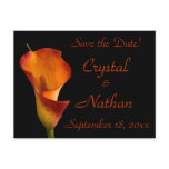 Flame Calla Lily Post Card
