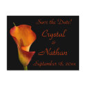 Flame Calla Lily postcards by SweetRascal Flame Calla Lily postcards