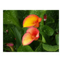 Flame Calla. posters