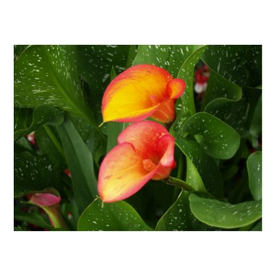 Flame Calla. Print by vilhei