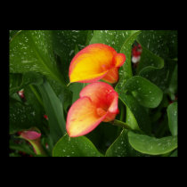 Flame Calla. posters