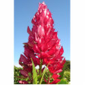 Flame Flower cutout magnet photo sculptures by wendyqzx Flame Flower cutout magnet photo sculptures