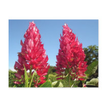 Flame flower postcards by wendyqzx Flame flower postcards