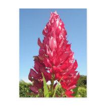 Flame flower (vertical) postcards