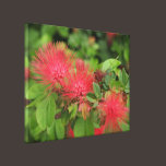 Flame Mimosa Tree Blooms Stretched Canvas Print canvas prints