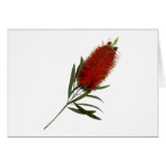 Flame Red Bottle Brush cards