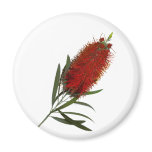 Flame Red Bottle Brush magnets