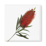 Flame Red Bottle Brush magnets