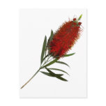 Flame Red Bottle Brush postcards